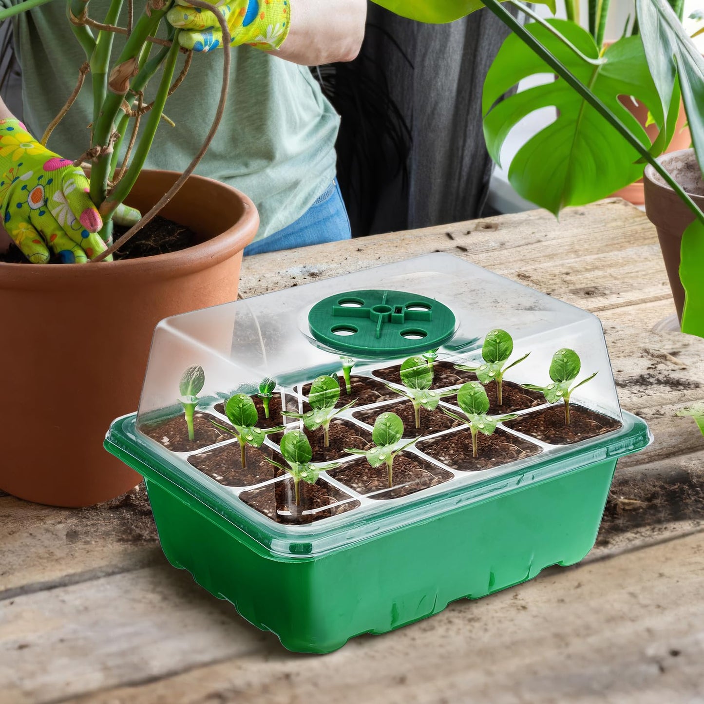 Seed Tray Kit: Mini Greenhouse for Germination