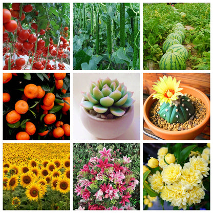 Organic Fertilizer 10G: Safe, Eco-Friendly Plant Food