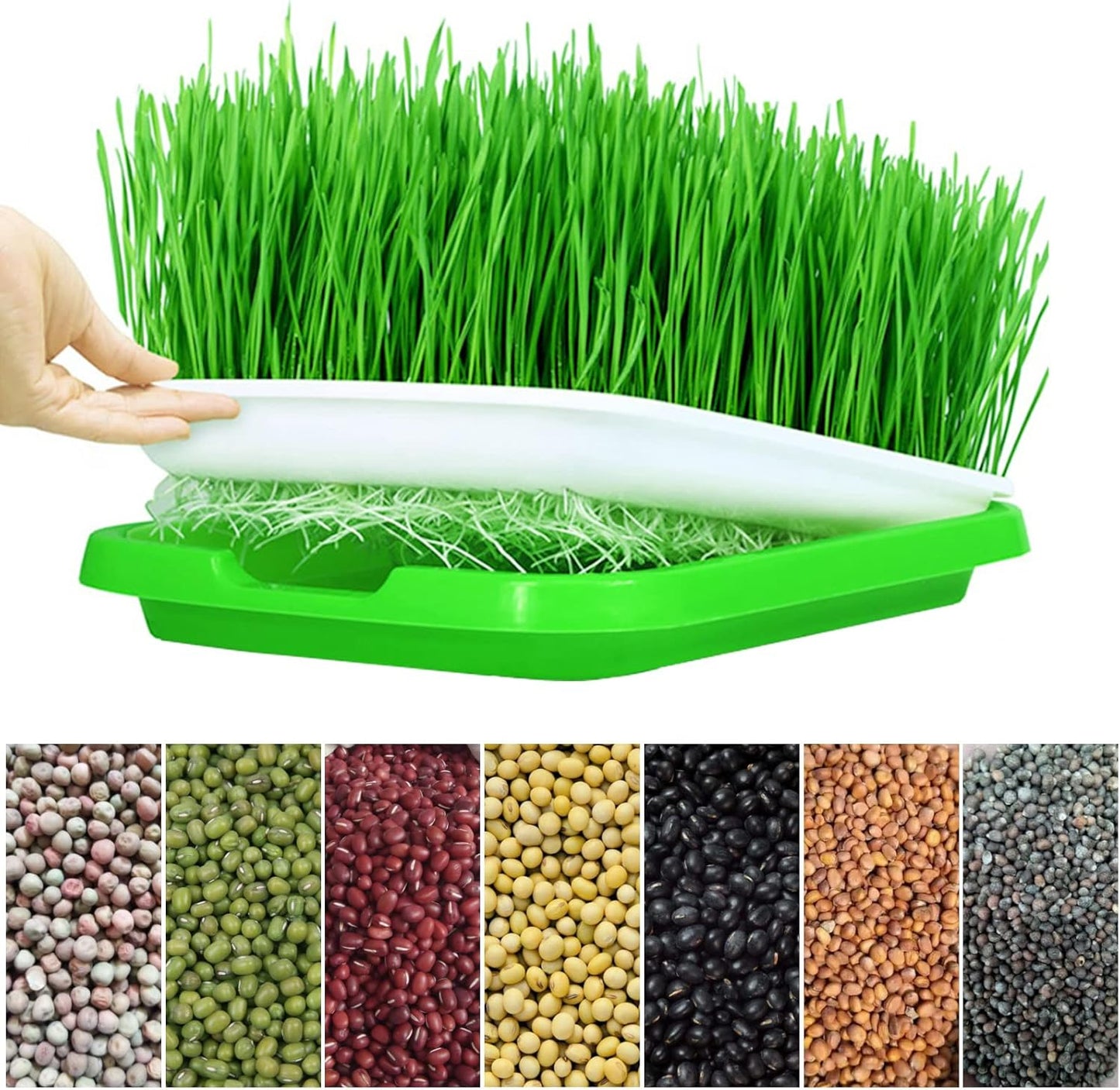 Seed Tray: Microgreens Sprouter Tray - Hydroponic Garden Starter Kit