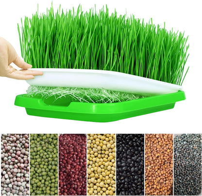 Seed Tray: Microgreens Sprouter Tray - Hydroponic Garden Starter Kit