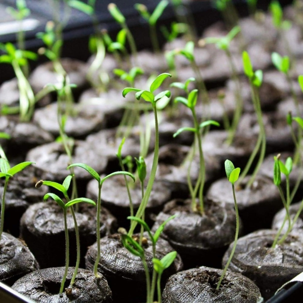 Germination Sprout Soil Pellets - 50/100pcs Non-Woven Compressed Mud