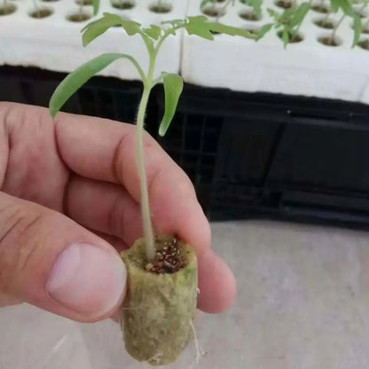 50PCS 27*20mm Size Hydroponic Seedling Block Hydroponic Substrate Garden Sponge Rock Wool Plug Seedling Medium Cultivation Plug