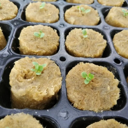 50PCS 27*20mm Size Hydroponic Seedling Block Hydroponic Substrate Garden Sponge Rock Wool Plug Seedling Medium Cultivation Plug