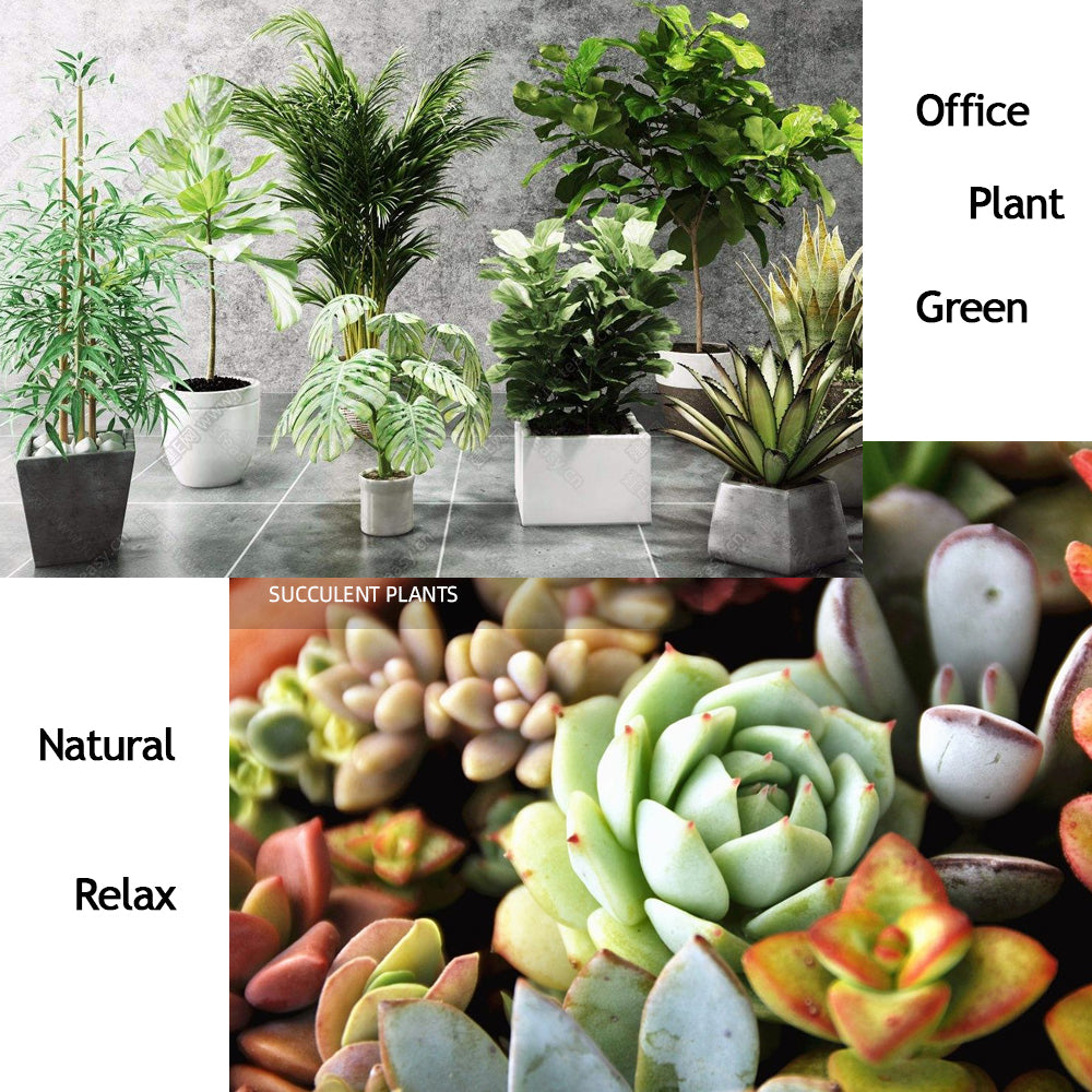 Organic Fertilizer 10G: Safe, Eco-Friendly Plant Food