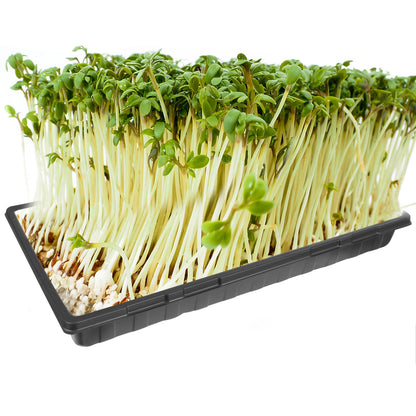 Seed Tray Set: Thickened, No Drain Holes, Indoor Use